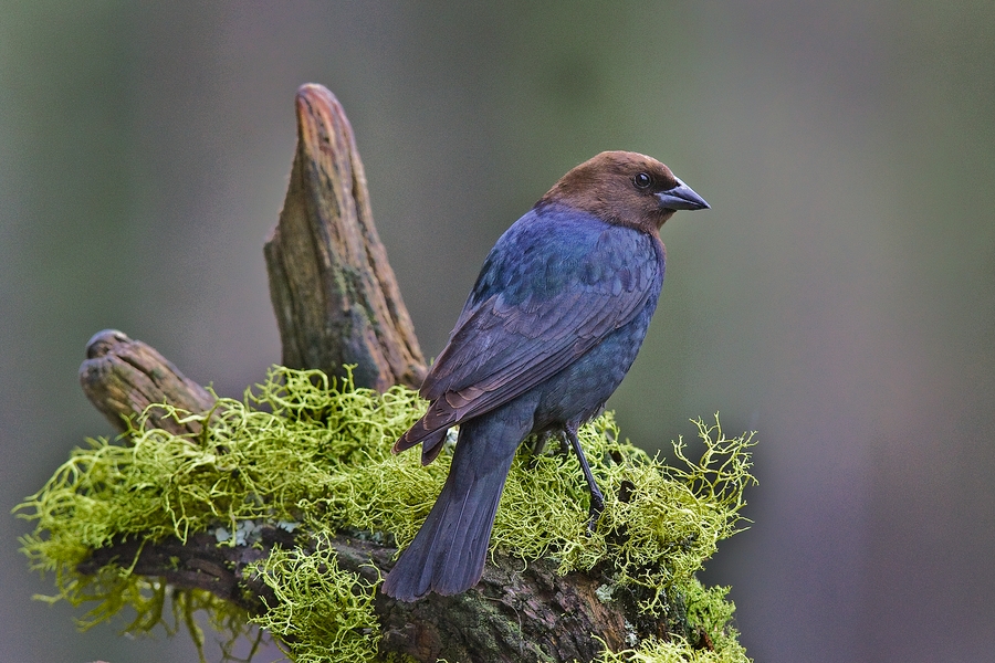 Molothrus ater Brownheaded Cowbird